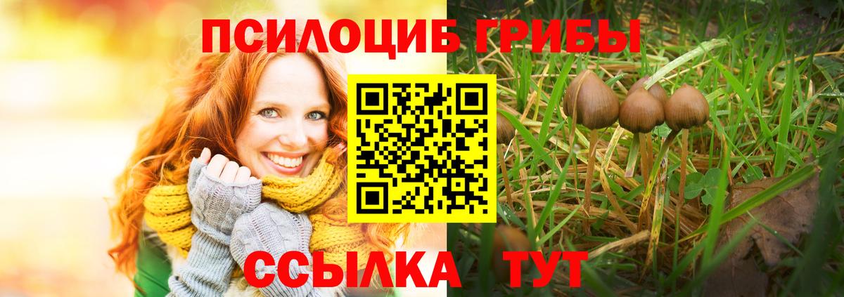 Псилоцибиновые грибы Psilocybe Елец
